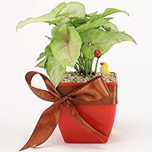 Ferns N Petals Syngonium Plant In Red Plastic Pot With Miniature And ...