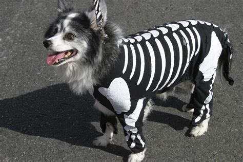 Dog Halloween Costume Best at Nora Wang blog