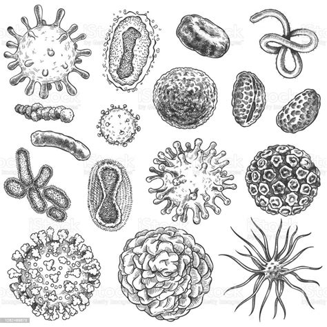Microbes Drawing