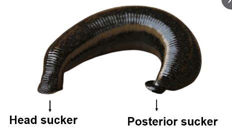 Annelida: Leech - Zoology Optional Notes for UPSC PDF Download