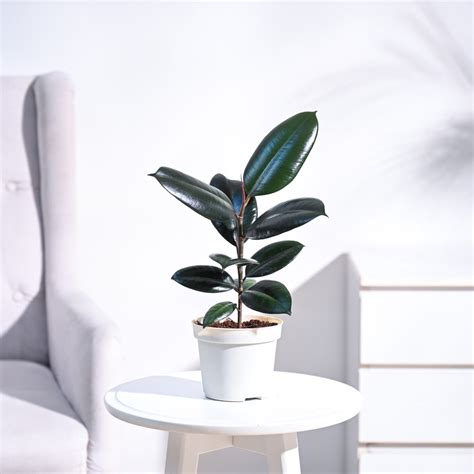 Buy Rubber Plant Online in India | Perfect for Indoor Air Quality – Ugaoo