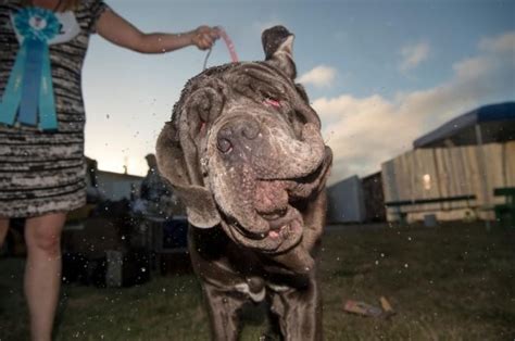 Five things to know about the World's Ugliest Dog [PHOTOS] - IBTimes India