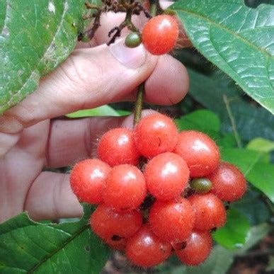 Cordia nodosa Fruit Plant – veliyathgardens