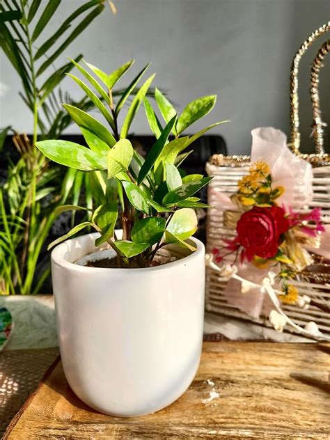 Ceramic Pots & Planters, Bathroom Sets, Kitchenware – Niyara