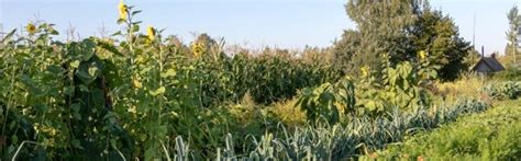 Building a Climate-Resilient Farm through Permaculture Design, VSU ...