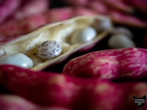 Image result for Shell Beans