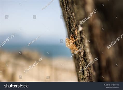 Image result for Empty Cicada Shell