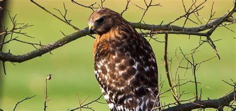 Image result for Hawk Predator Sounds