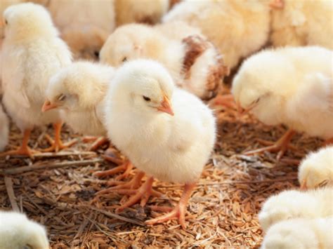 Image result for Chicken Farming Tips