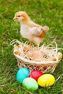 Image result for Easter Chicks Danish