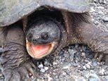 Image result for Man Getting Bit by Snapping Turtle