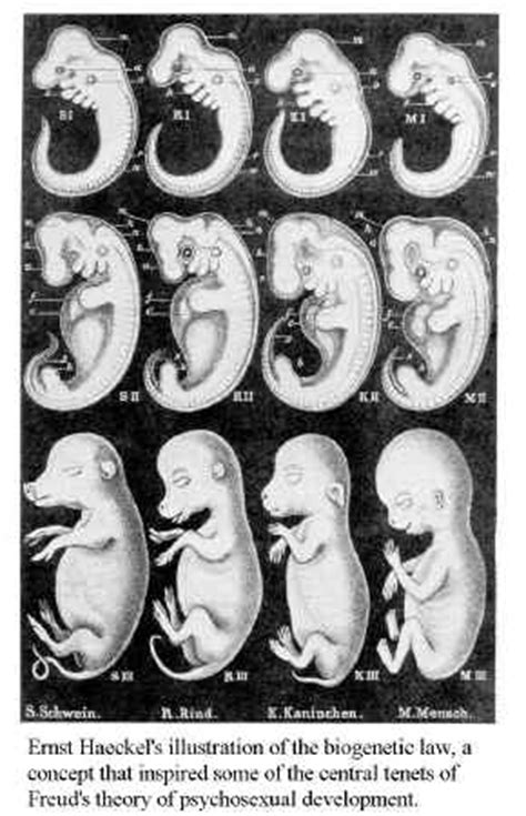 BioGenetic 的图像结果