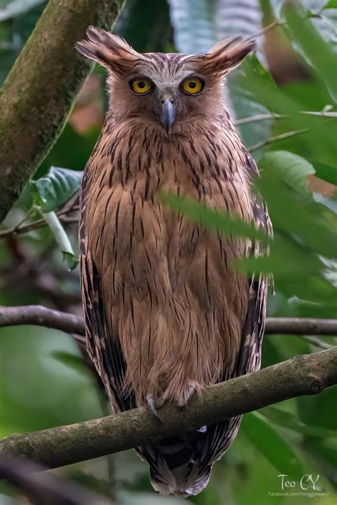 Owl enchantment dive into the fascinating world of owls – Artofit
