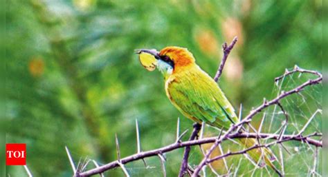 Bengaluru: Plea to notify Hesaraghatta grassland as reserve | Bengaluru ...