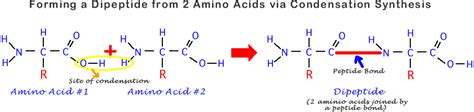 Image result for Dehydration Reaction Example
