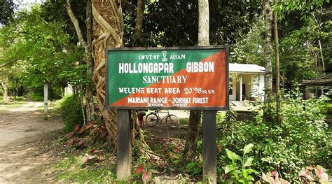 HOOLLONGAPAR GIBBON SANCTUARY (2025) All You Need to Know BEFORE You Go ...