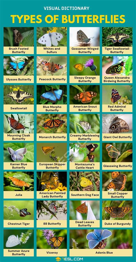 Types of Butterflies | List of 30+ Types of Butterflies and Their ...