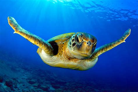 Image result for Turtle Programming Tutorial