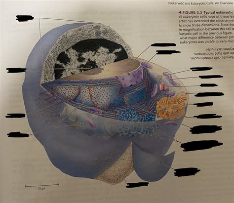 Biological Cell Structure 的图像结果