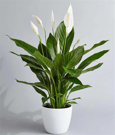 Peace lily Drooping or Wilting: After Repotting, Moist Soil, etc ...