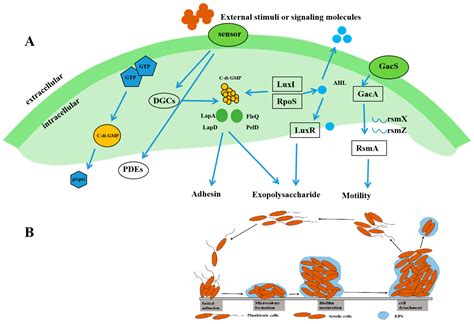 Research Progress Regarding Psychrotrophic Pseudomonas in Aquatic ...