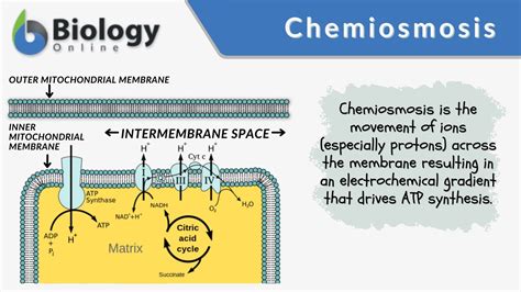 Chemiosmosis - Definition and Examples - Biology Online Dictionary