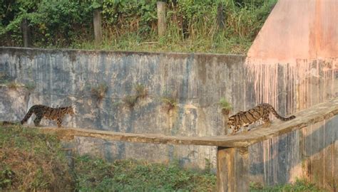 SEPAHIJALA WILDLIFE SANCTUARY (2026) All You Need to Know BEFORE You Go ...