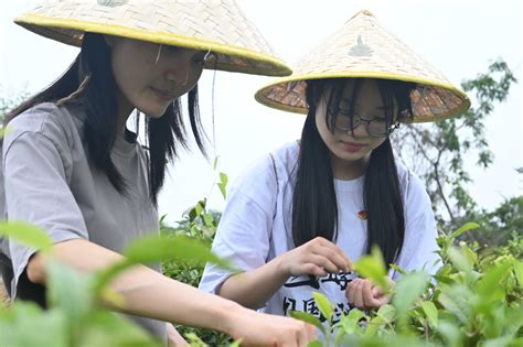 三江学院外国语学院学子与外国留学生共同体验中国 茶文化的魅力