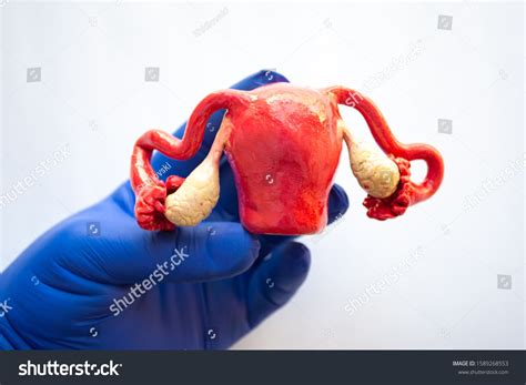 Real Human Uterus