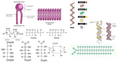 Adenosine triphosphate (ATP) - Structure, Synthesis, Functions - Biology Notes Online