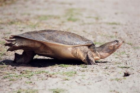 Fastest Softshell Turtle 的图像结果