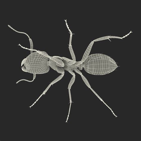 3D model Black Ant with Fur Rigged | 3D Molier International