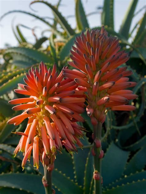 Aloe arborescens (Torch Aloe) | World of Succulents | Aloe plant ...