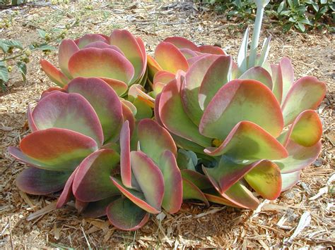 Discover Indigenous Plants of Africa: A Comprehensive Guide