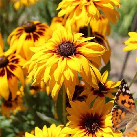 Rudbeckia Rustic Dwarf Mixed Seeds – Bold Blooms for Beds & Landscaping ...