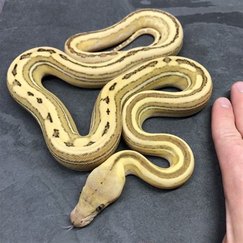 Image result for Albino Tiger Reticulated Python
