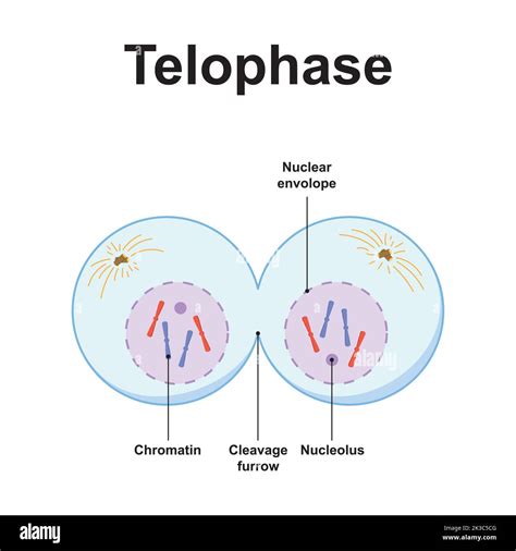 Télophase Stock Vector Images - Alamy
