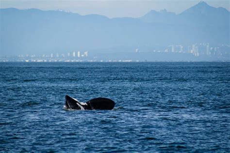 The True Story of Free Willy’s Real-Life Whale, Keiko - Animals Around The Globe