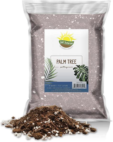 Growing And Caring For Salt Tolerant Palms - Gardening Dream