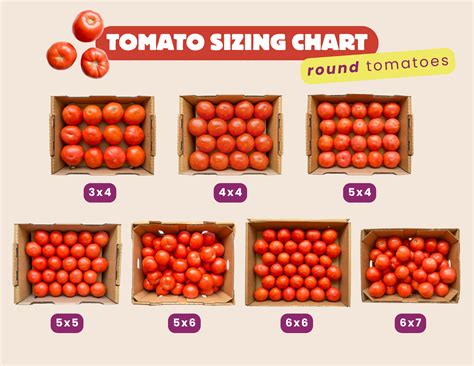 How Many Calories Are In A Roma Tomato Versus A Cherry Tomato