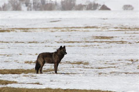 What To Do In A Wolf Attack at Tommie Brubaker blog