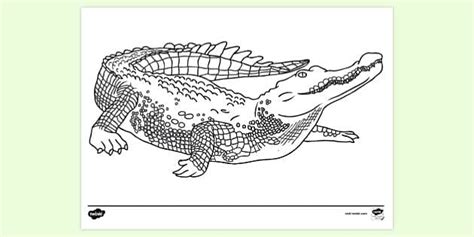 Desenho de Jacaré para Imprimir | Atividade de Colorir