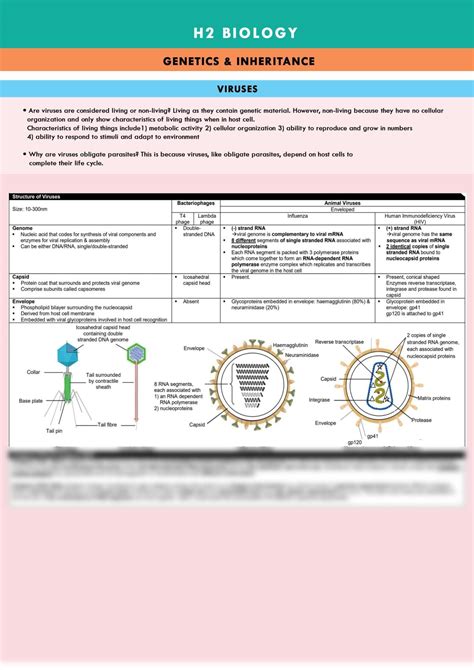 H2 Biology: Viruses Study Notes | Biology H2 - GCE A Level | Thinkswap