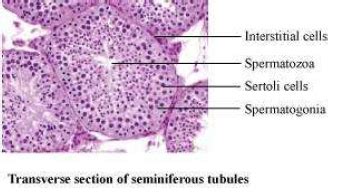 Human Reproduction ncert solution class 12 Biology