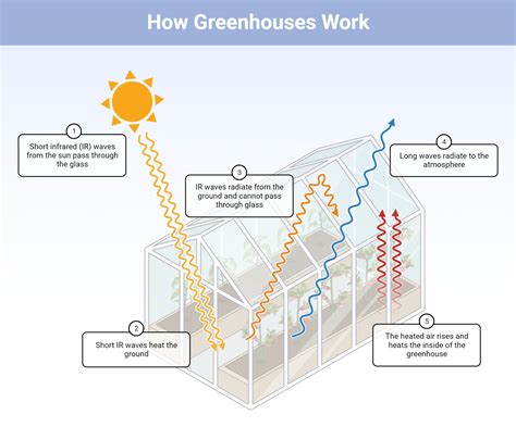 How Greenhouses Work | BioRender Science Templates