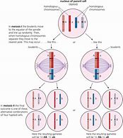 Image result for 减数 meiosis