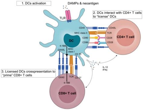 Recent Advances: The Imbalance of Immune Cells and Cytokines in the ...