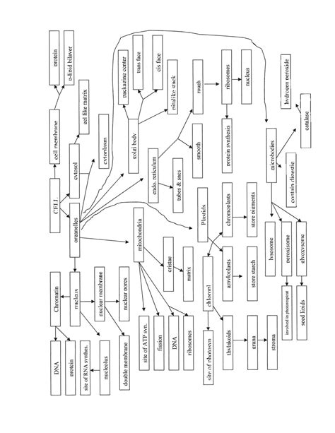 Cellular Respiration Concept Map With Answers