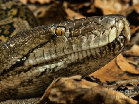Image result for Reticulated Python Art