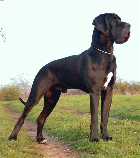 Black Great Dane Mastiff Mix